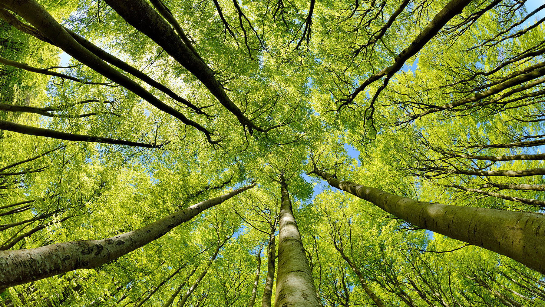 Das Bild zeigt einen dicht bewachsenen Wald, aus welchem man von der Bodenperspektive aus direkt nach oben schaut