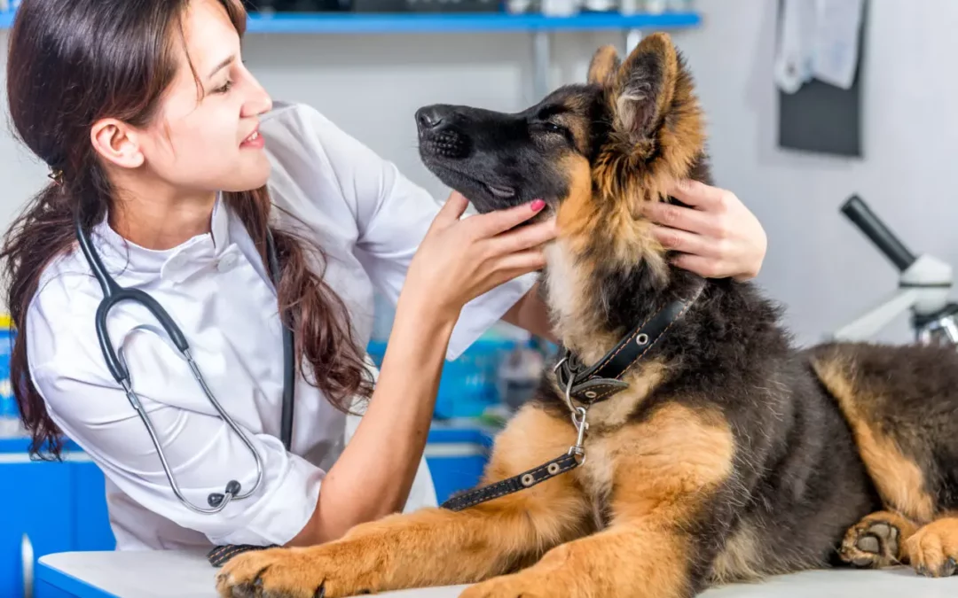 Gesundes für Hund und Katz